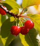 枝头樱桃特写5711#横屏 