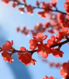 枝头绽放的带露红色花朵10027#横屏 