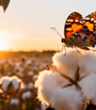 棉花田中的蝴蝶特写11955#横屏 