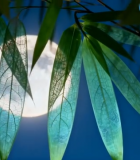 	 月夜下的竹叶与竹子特写11641#横屏 