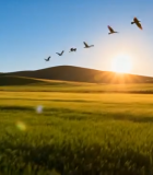 麦田飞鸟日落自然风光8981#横屏 