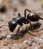 蚂蚁地面觅食特写12197#横屏 