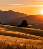 麦田夕阳自然风光素材3181#横屏 