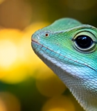 绿色蜥蜴特写画面13855#横屏 