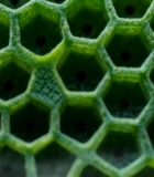 绿色蜂巢状植物结构特写3862#横屏 