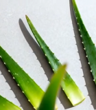 芦荟切片特写素材7997#横屏 