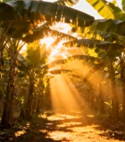 阳光照耀下的香蕉林景象5007#横屏 
