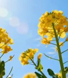 阳光下绽放的油菜花4869#横屏 