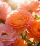 阳光下绽放的粉色月季花7900#横屏 