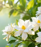 阳光下绽放的白色栀子花6732#横屏 