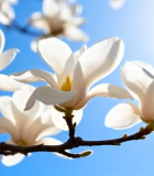 阳光下绽放的白玉兰14391#横屏 