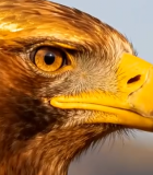 金雕头部特写素材13505#横屏 