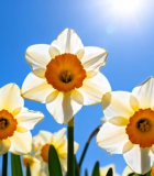 阳光下绽放的白色水仙花636#横屏 