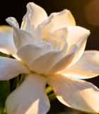 阳光下绽放的白色栀子花(2)11919#横屏 