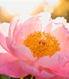 阳光下盛开的粉色牡丹花1691#横屏 