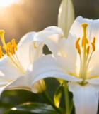 阳光下绽放的白色百合花5335#横屏 