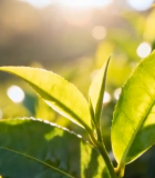 阳光下的鲜嫩茶叶素材9333#横屏 