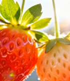 阳光下挂着的新鲜草莓12907#横屏 