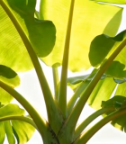 阳光下的香蕉树叶特写(1)12208#横屏 