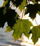 阳光下湖边的绿植特写1992#横屏 