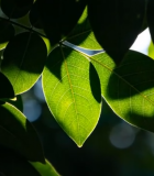 阳光下的绿叶特写素材6190#横屏 