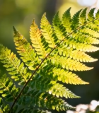 阳光下森林中的蕨类植物3551#横屏 