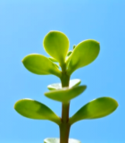 阳光下的绿色植物特写(1)13074#横屏 