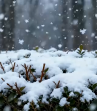 积雪覆盖绿植雪花飘落场景11806#横屏 