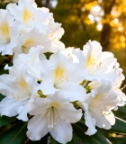 阳光下盛开的白色花朵10674#横屏 