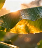 阳光下带水珠的绿色植物叶片5800#横屏 