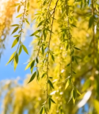 阳光下垂柳柳叶特写(1)7050#横屏 