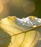 阳光下带露珠的树叶特写5530#横屏 