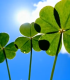 阳光下带水珠的四叶草14291#横屏 