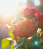 阳光下的红色玫瑰花10683#横屏 