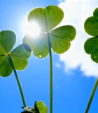 阳光下带水珠的绿色三叶草670#横屏 