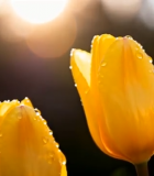 阳光下带水珠的黄色郁金香(1)11572#横屏 