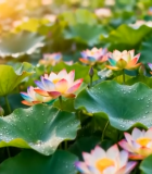 阳光下的荷花荷叶美景10944#横屏 