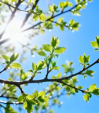 阳光下带露珠的嫩绿树枝1978#横屏 