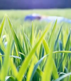 阳光下的绿色草地特写8435#横屏 