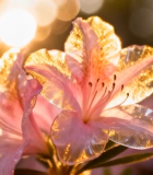 阳光下带露珠的粉色花朵8570#横屏 