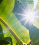 阳光穿透绿色植物叶片5359#横屏 