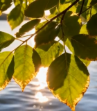 阳光透过树叶照射湖面景象5337#横屏 