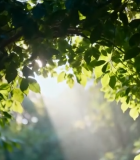 阳光透过树叶的森林景象15068#横屏 