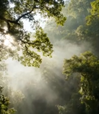 阳光穿透树林自然风光素材8324#横屏 