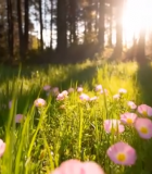 阳光下草地粉色花朵景象14270#横屏 