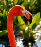 火烈鸟特写素材7073#横屏 