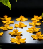 黄色花朵微距特写素材6413#横屏 