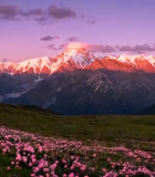 雪山下的粉色花海风光8449#横屏 