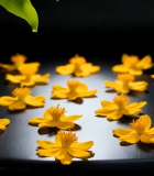 	 黄色花朵微距特写素材6413#横屏 