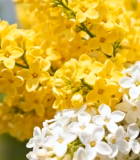 黄白花朵特写1974#横屏 